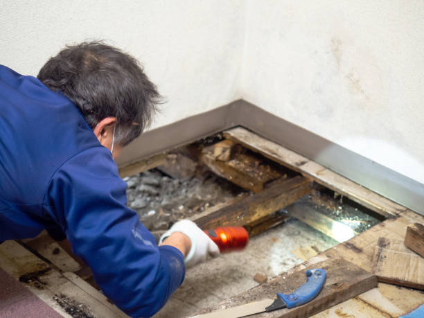 Best Home Mold Removal  in Pine Hills, FL