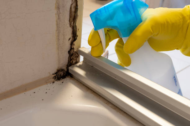 Best Mold Removal Process  in Pine Hills, FL