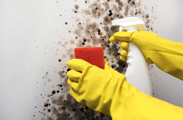 Office Mold Removal Services in Pine Hills, FL