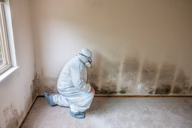 Best Commercial Mold Removal  in Pine Hills, FL