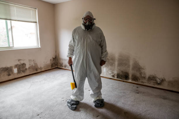 Best Certified Mold Removal  in Pine Hills, FL