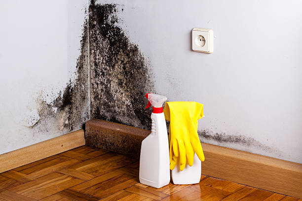 Best Fast Mold Removal  in Pine Hills, FL