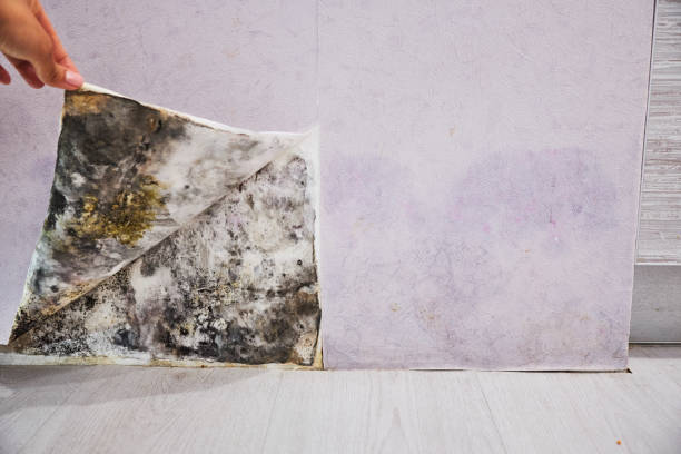 Water Damage Restoration in Pine Hills, FL